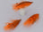 Agerskor Epoxy Shrimp Orange ( 3 Pack) - DNA FISHING TACKLE