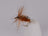 Brown Beetle (12 Pack) Size 12 Daiichi Hook - DNA FISHING TACKLE