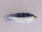 DNA Conehead Minnow Irresistible Blue Fish (3 Pack) - DNA FISHING TACKLE
