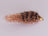 DNA Conehead Minnow Irresistible Brown Trout (3 Pack) - DNA FISHING TACKLE