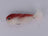 DNA Game Breaker Articulated Micro Minnow 2in White Red Head (Size 8 Hook) - DNA FISHING TACKLE