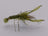 DNA Real Yabby Olive (12 Pack) - DNA FISHING TACKLE