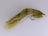 Conehead Marks Zonker Olive (3 Pack) Size 6 Daiichi Hook - DNA FISHING TACKLE