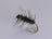 Griffiths Gnat (12 Pack) - DNA FISHING TACKLE