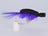 Gurgler Big Fish Saltwater Fly Black and Purple (Size 6/0 Gamakatsu SL12S Hook) - DNA FISHING TACKLE