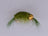 Scud Olive Bead Head (3 Pack) - DNA FISHING TACKLE