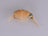 Scud Tan Bead Head (3 Pack) - DNA FISHING TACKLE