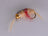 Scud Tan Pregnant Bead Head (Per Pack) - DNA FISHING TACKLE