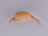 Scud Tan (3 Pack) - DNA FISHING TACKLE